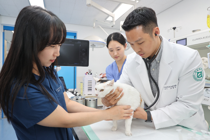 전남대학교 동물병원 고양이 진료센터. 전남대학교 동물병원 제공
