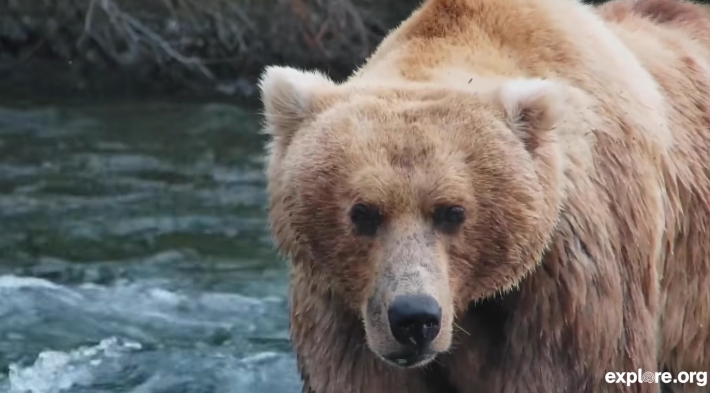 카트마이 국립공원 공식 유튜브 채널 'Explore Live Nature Cams'에 올라온 'Meet Bear 89 Backpack' 영상 캡처