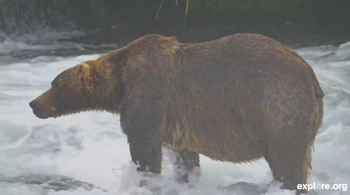 카트마이 국립공원 공식 유튜브 채널 'Explore Live Nature Cams'에 올라온 'Meet Bear 89 Backpack' 영상 캡처
