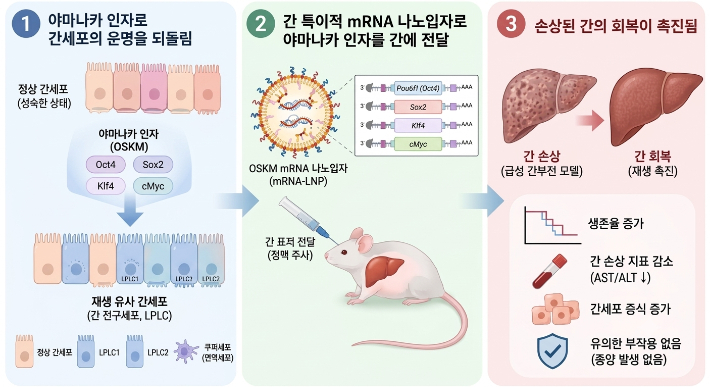  mRNA-LNP를 통한 성숙한 간세포의 일시적 재생 가능 상태 유도. 한국연구재단 제공