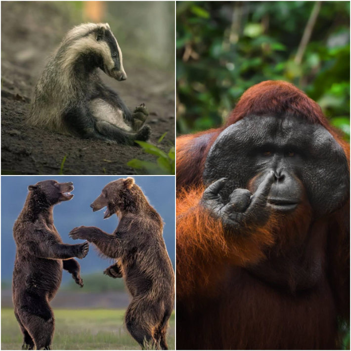 '2026 니콘 웃긴 야생동물 사진전'(Nikon Comedy Wildlife Awards) 홈페이지 제공