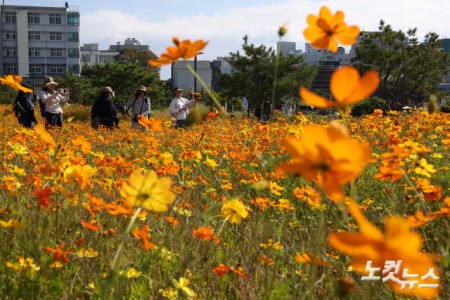 5일 서울 종로구 열린송현 녹지광장에 황화 코스모스가 활짝 피어있다.