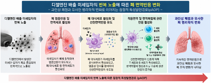 디젤엔진 배출 미세입자 반복 노출에 따른 폐 면역반응 변화. KIT 제공