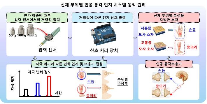 압력 자극부터 부위별 통증 인지까지, 사람의 통각 체계를 모사한 인공 통각 인지 시스템 . 연구재단 제공