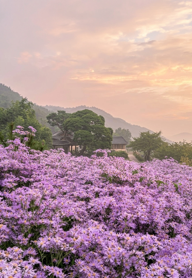 문경 봉천사를 물들인 보랏빛 개미취. 공사 제공
