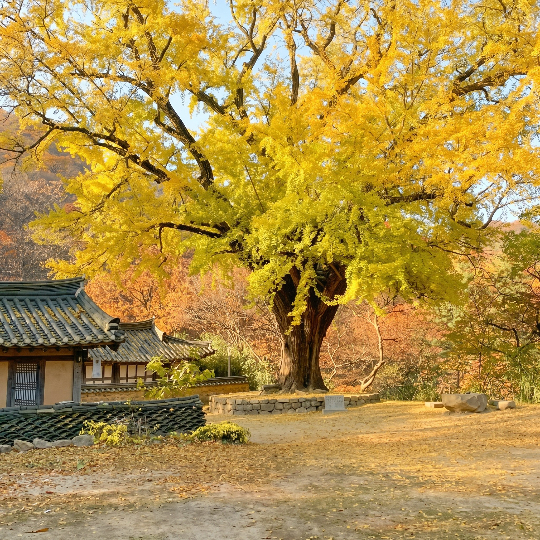 경주 운곡서원 은행나무. 경북문화관광공사 제공