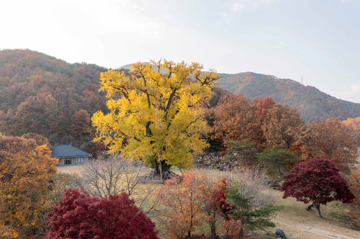 안동 용계리 은행나무. 공사 제공