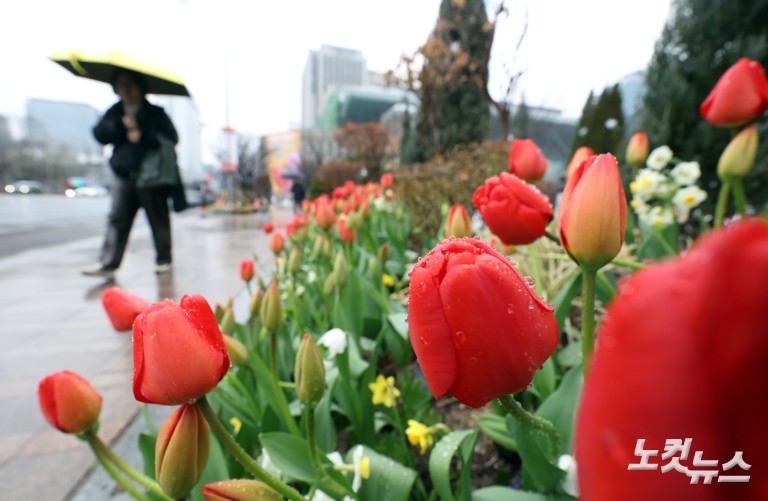 봄꽃 가득한 서울광장 '봄비가 내려요'