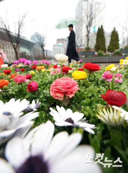 봄꽃 가득한 서울광장 '봄비가 내려요'