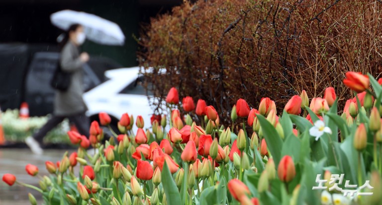 봄꽃 가득한 서울광장 '봄비가 내려요'