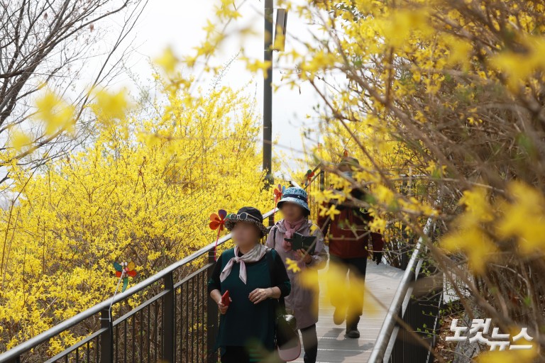 노란빛으로 물든 응봉산...개나리 축제 개막