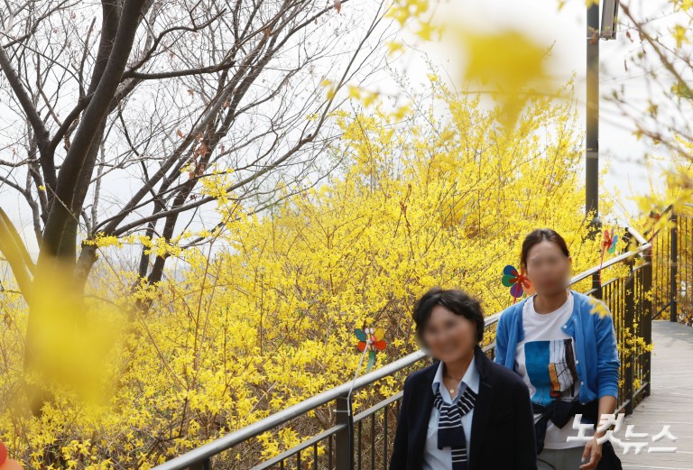노란빛으로 물든 응봉산...개나리 축제 개막