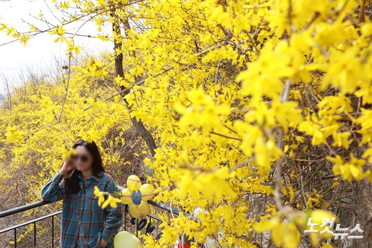 노란빛으로 물든 응봉산...개나리 축제 개막