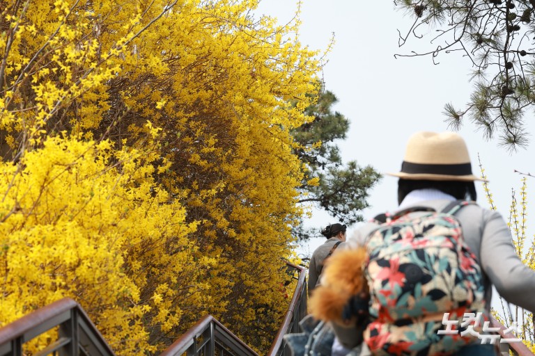 노란빛으로 물든 응봉산...개나리 축제 개막