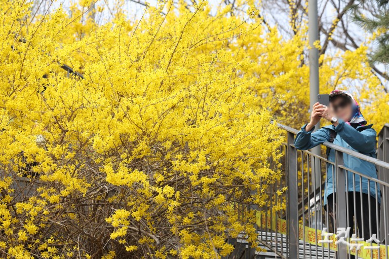 노란빛으로 물든 응봉산...개나리 축제 개막