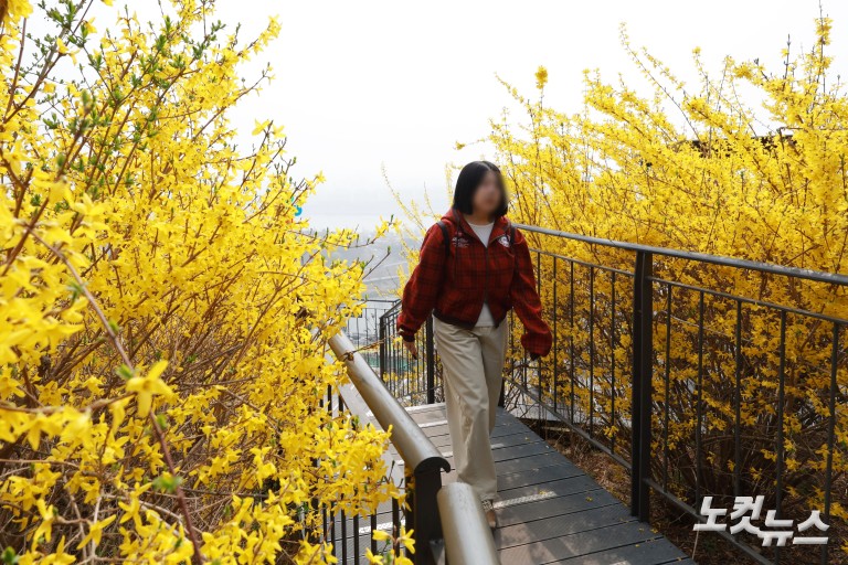 노란빛으로 물든 응봉산...개나리 축제 개막