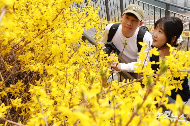 노란빛으로 물든 응봉산...개나리 축제 개막