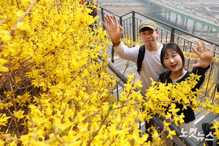 노란빛으로 물든 응봉산...개나리 축제 개막