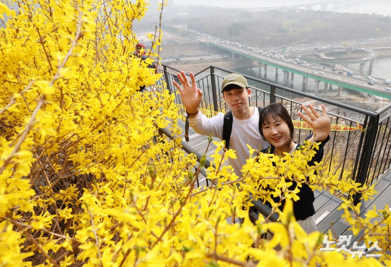노란빛으로 물든 응봉산...개나리 축제 개막
