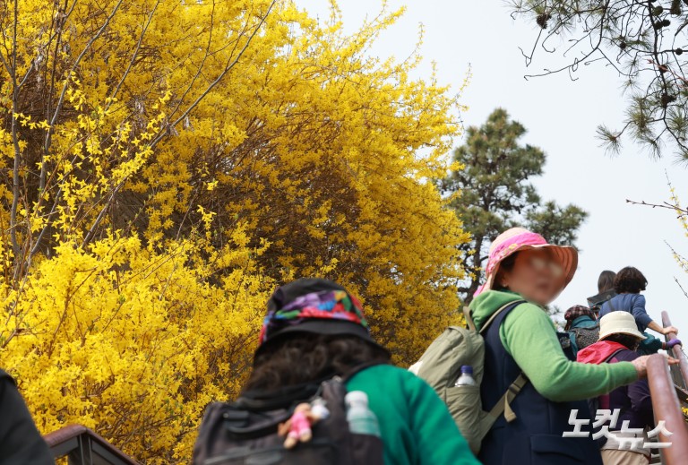 노란빛으로 물든 응봉산...개나리 축제 개막