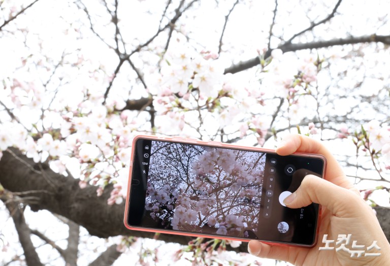 '봄의 시작' 서울 벚꽃 개화