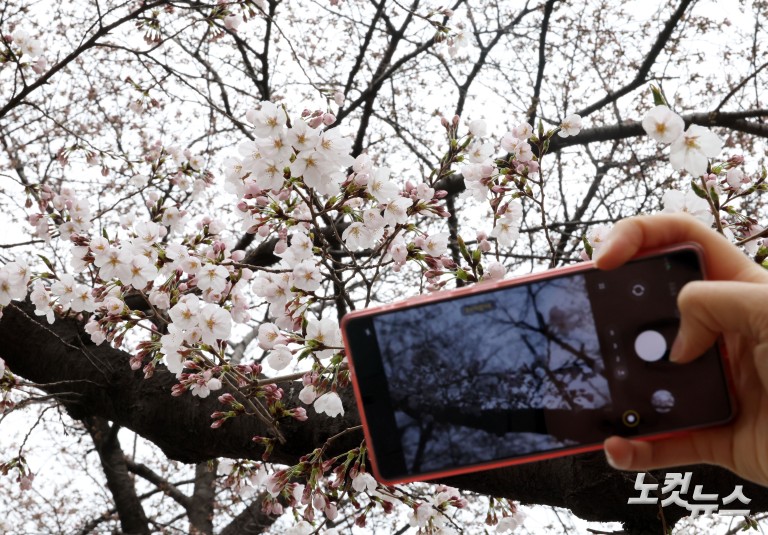 '봄의 시작' 서울 벚꽃 개화