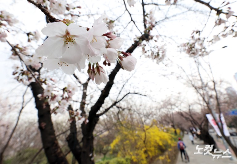 '봄의 시작' 서울 벚꽃 개화