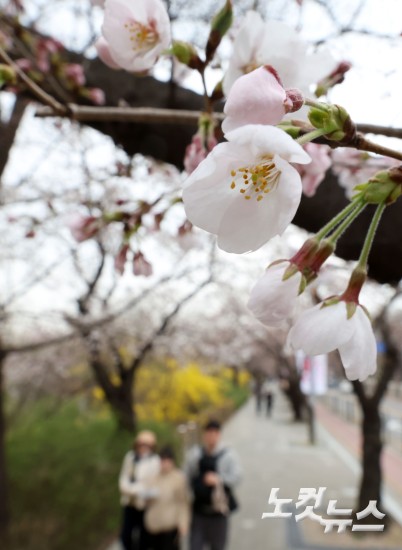 '봄의 시작' 서울 벚꽃 개화