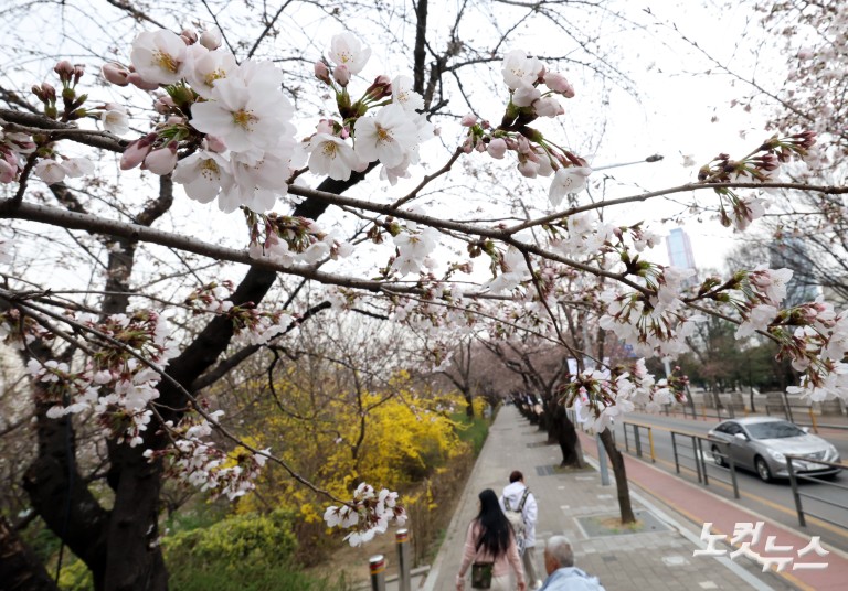 '봄의 시작' 서울 벚꽃 개화