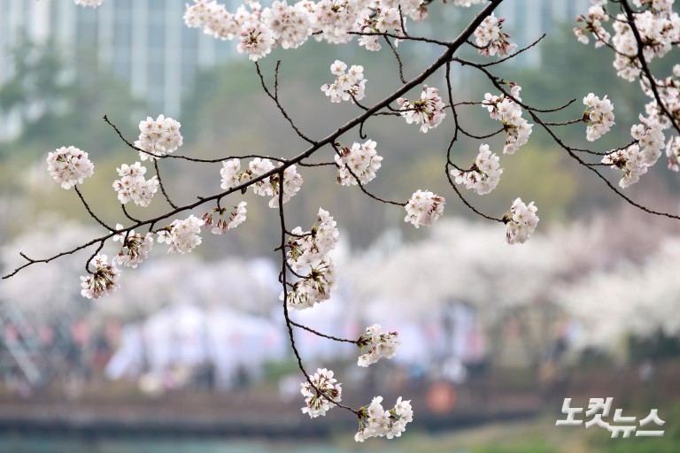 활짝 핀 벚꽃
