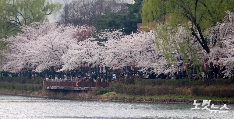 활짝 핀 벚꽃