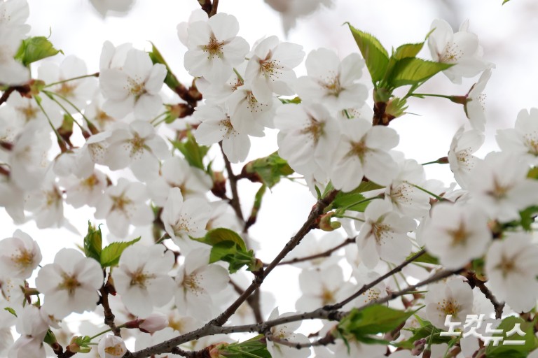 활짝 핀 벚꽃