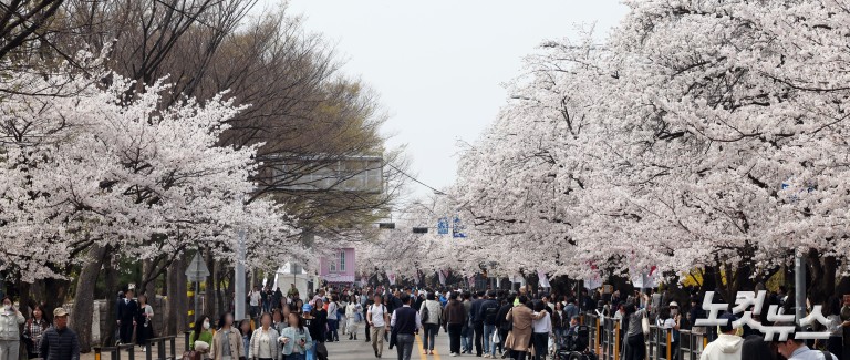 '활짝 핀 벚꽃' 여의도 봄꽃축제 개막