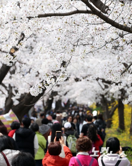 '활짝 핀 벚꽃' 여의도 봄꽃축제 개막