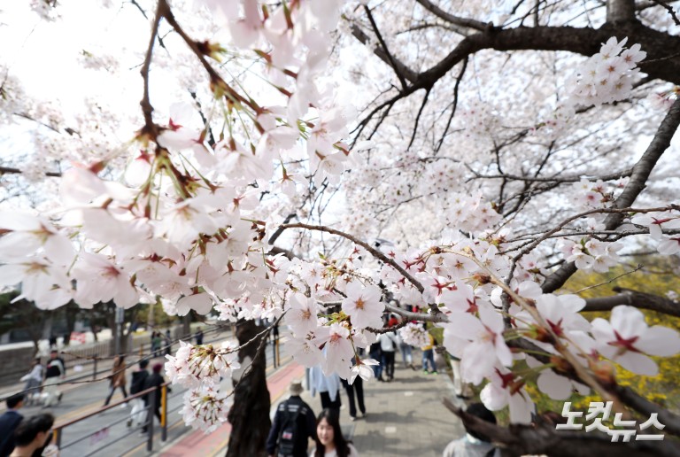 '활짝 핀 벚꽃' 여의도 봄꽃축제 개막