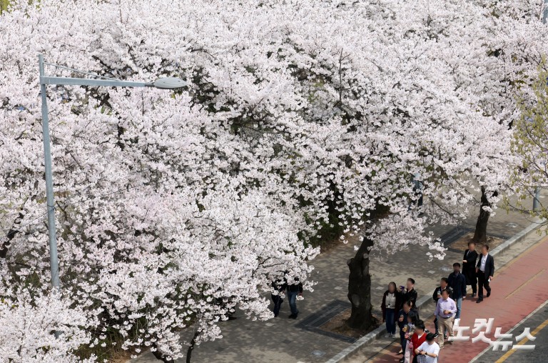 '활짝 핀 벚꽃' 여의도 봄꽃축제 개막