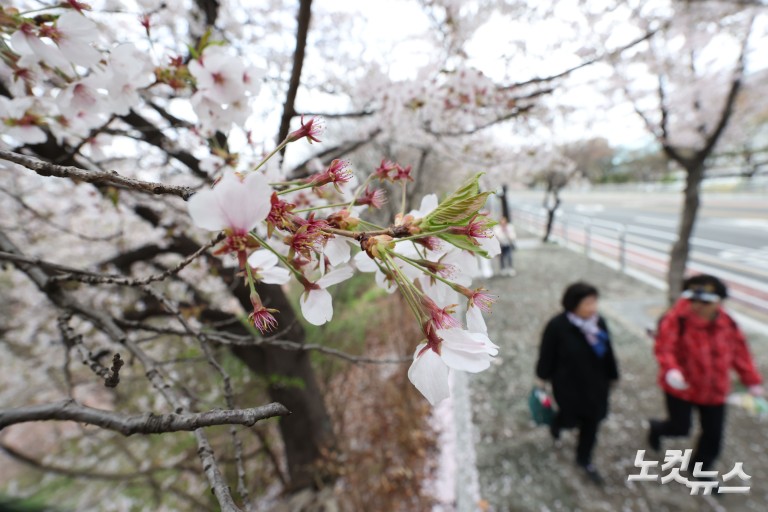 다가오는 벚꽃엔딩