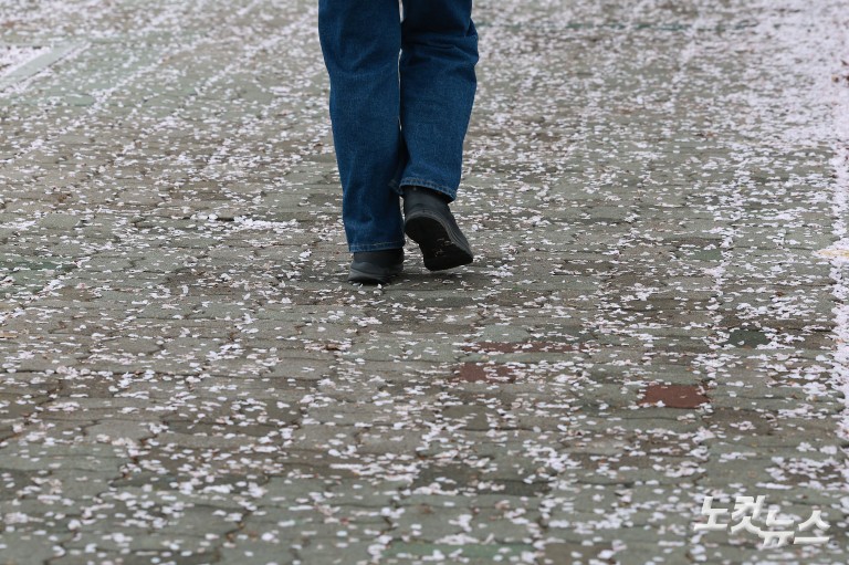 다가오는 벚꽃엔딩