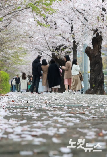 다가오는 벚꽃엔딩