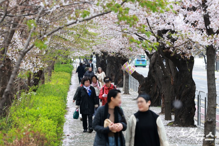 다가오는 벚꽃엔딩