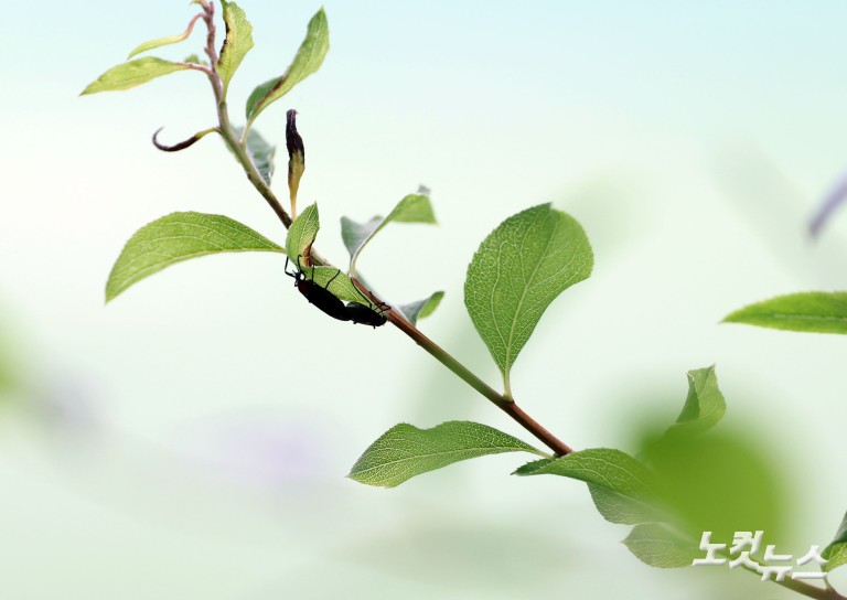 '러브버그 잡아라' 친환경 살수드론으로 방제
