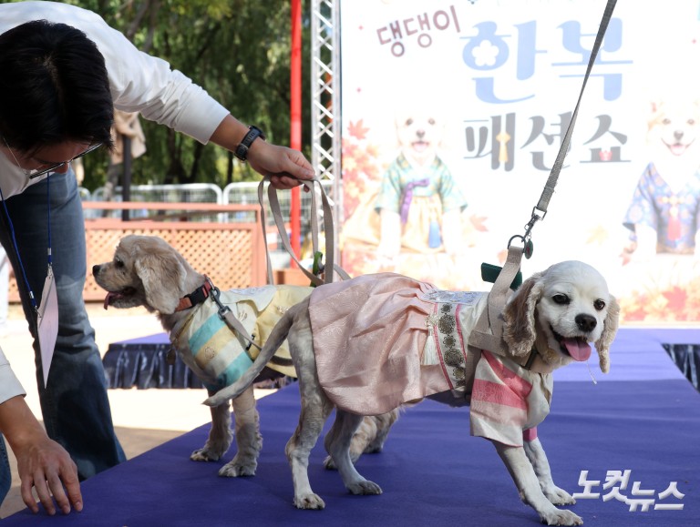 추석맞이 '댕댕이 한복 패션쇼'