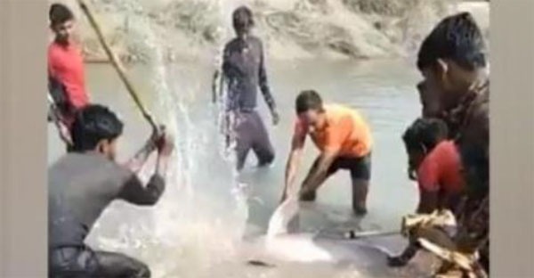 “Heat now, beat now” with an ax…  Kill endangered dolphins in the Ganges River