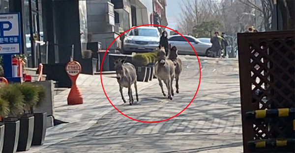 Donkeys haunt in the middle of Gangnam Road…  Police take over the owner