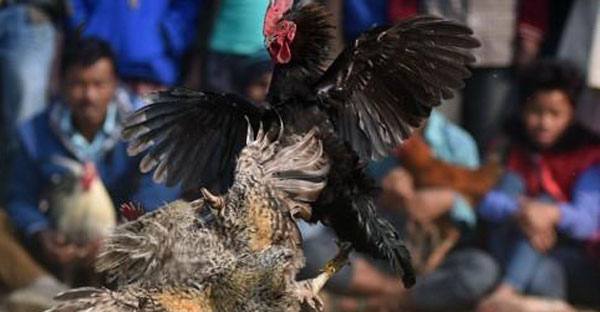 Fighting chicken legs lose their master’s life at Indian cockpit