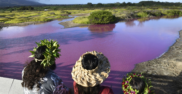 The Pink Pond: A Mysterious Phenomenon on Maui Island