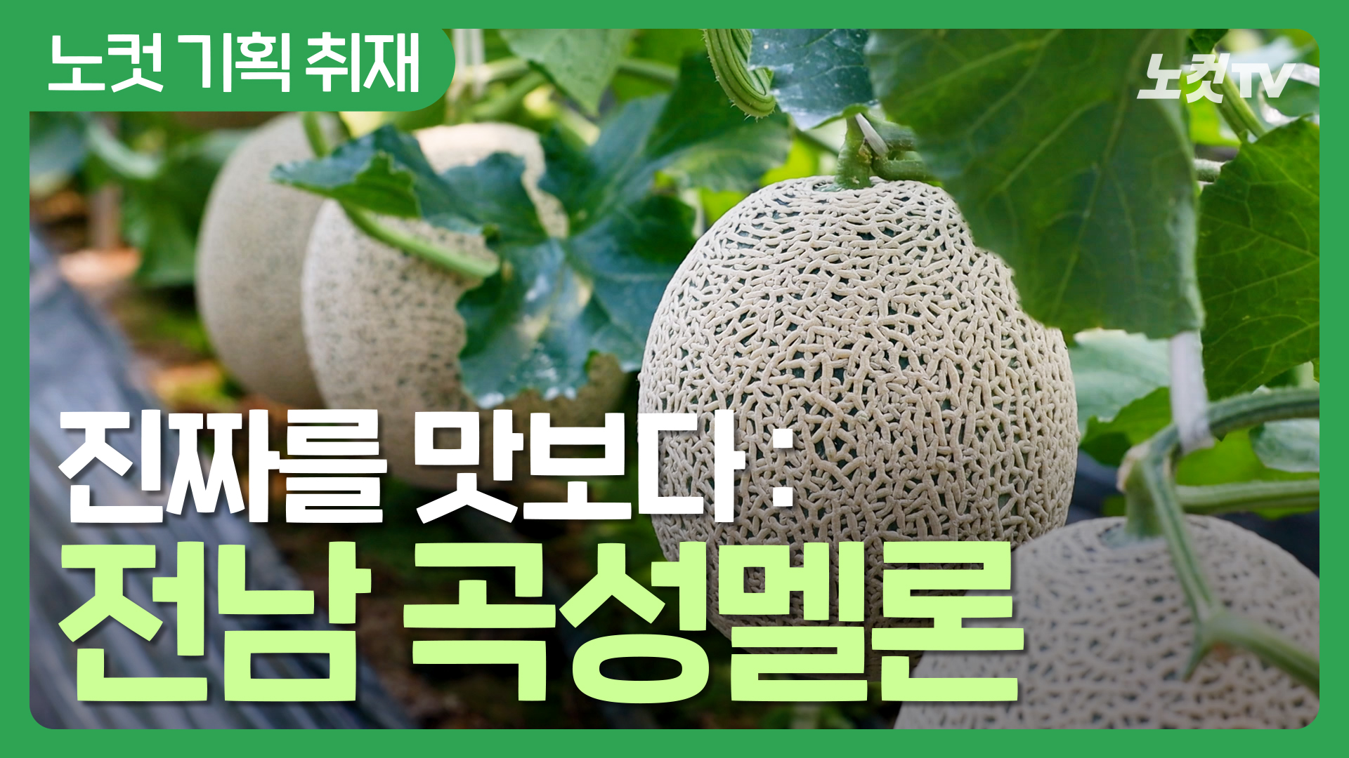 진짜를 맛보다 : 전남 곡성멜론 [설탕보다 단 맛, 멜론 천지 곡성]
